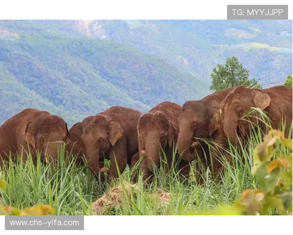 胜游亚洲带你感受亚洲多元文化融合的独特魅力与精彩瞬间